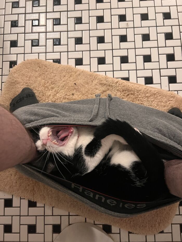 45 Times Cats Confused Their Humans So Much, They Got Posted On The “What’s Wrong With Your Cat” Online Group (New Pics) 45 Times Cats Confused Their Humans So Much, They Got Posted On The “What’s Wrong With Your Cat” Online Group (New Pics)