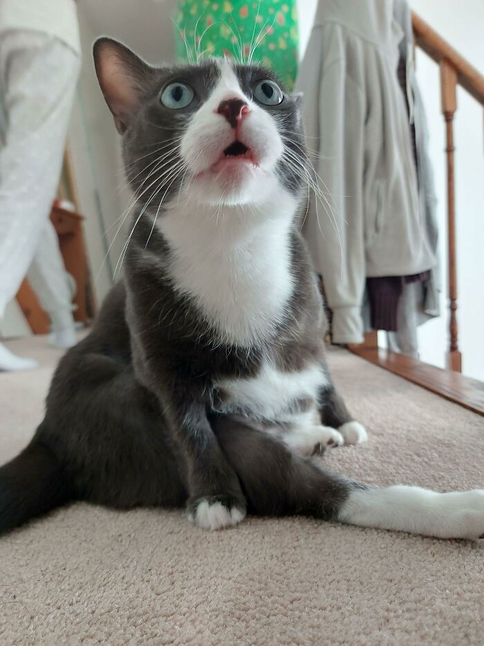 45 Times Cats Confused Their Humans So Much, They Got Posted On The “What’s Wrong With Your Cat” Online Group (New Pics) 45 Times Cats Confused Their Humans So Much, They Got Posted On The “What’s Wrong With Your Cat” Online Group (New Pics)