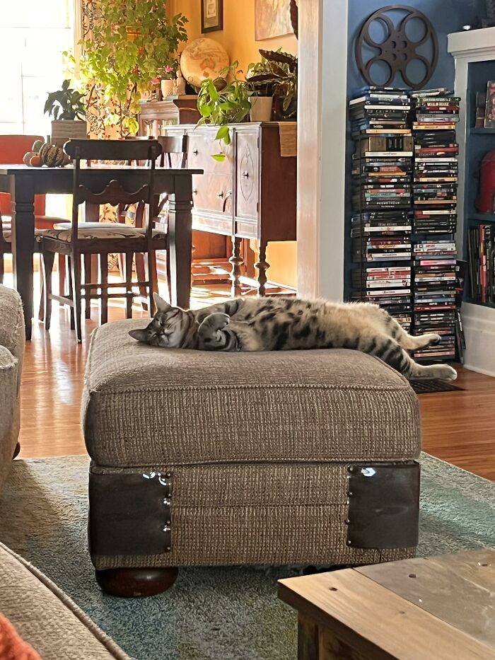 45 Times Cats Confused Their Humans So Much, They Got Posted On The “What’s Wrong With Your Cat” Online Group (New Pics) 45 Times Cats Confused Their Humans So Much, They Got Posted On The “What’s Wrong With Your Cat” Online Group (New Pics)