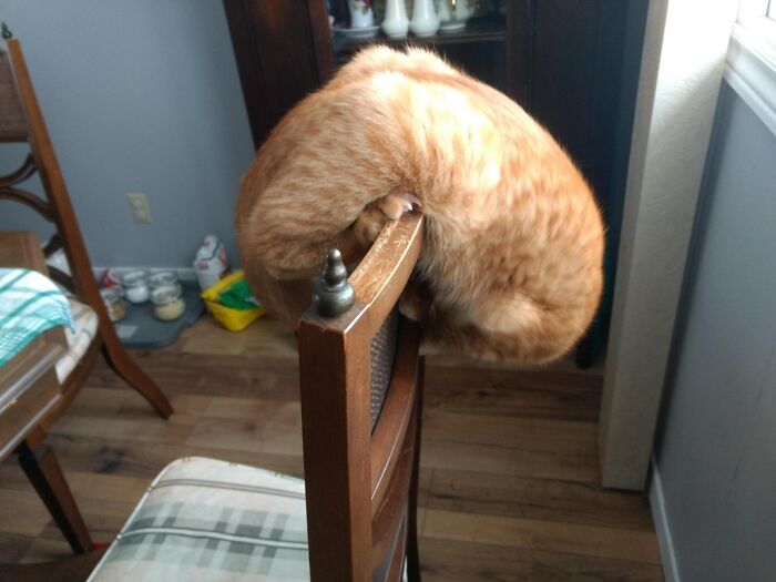 45 Times Cats Confused Their Humans So Much, They Got Posted On The “What’s Wrong With Your Cat” Online Group (New Pics) 45 Times Cats Confused Their Humans So Much, They Got Posted On The “What’s Wrong With Your Cat” Online Group (New Pics)