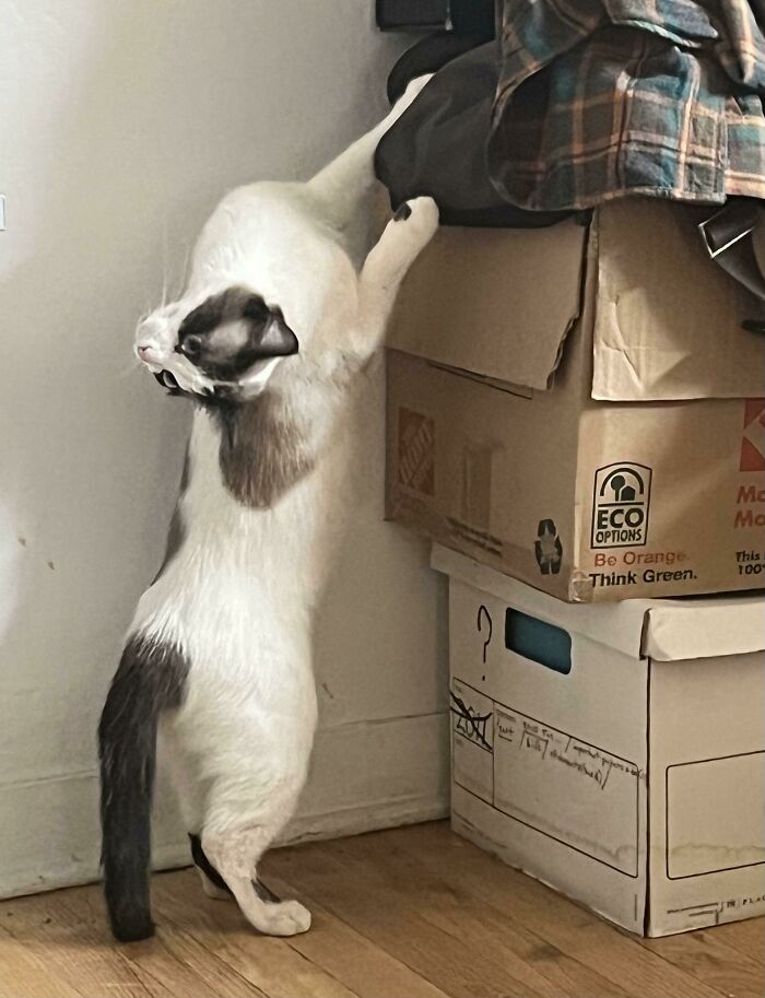 45 Times Cats Confused Their Humans So Much, They Got Posted On The “What’s Wrong With Your Cat” Online Group (New Pics) 45 Times Cats Confused Their Humans So Much, They Got Posted On The “What’s Wrong With Your Cat” Online Group (New Pics)