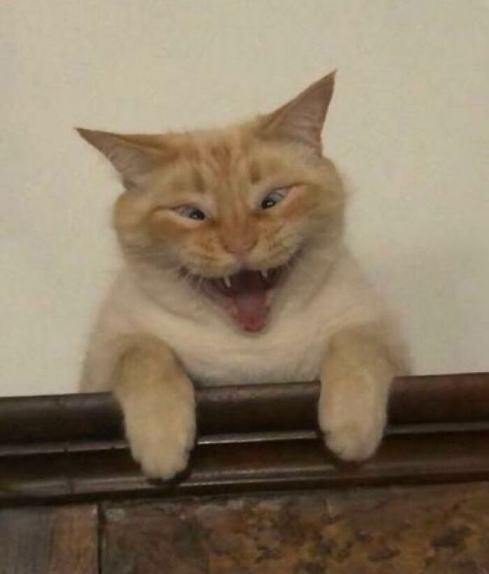 45 Times Cats Confused Their Humans So Much, They Got Posted On The “What’s Wrong With Your Cat” Online Group (New Pics) 45 Times Cats Confused Their Humans So Much, They Got Posted On The “What’s Wrong With Your Cat” Online Group (New Pics)