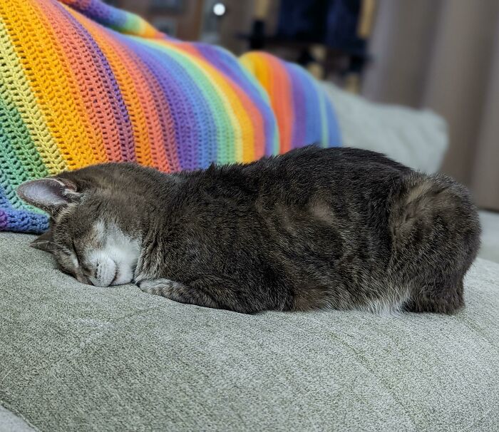 45 Times Cats Confused Their Humans So Much, They Got Posted On The “What’s Wrong With Your Cat” Online Group (New Pics) 45 Times Cats Confused Their Humans So Much, They Got Posted On The “What’s Wrong With Your Cat” Online Group (New Pics)