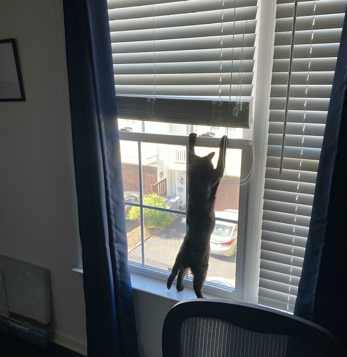 45 Times Cats Confused Their Humans So Much, They Got Posted On The “What’s Wrong With Your Cat” Online Group (New Pics) 45 Times Cats Confused Their Humans So Much, They Got Posted On The “What’s Wrong With Your Cat” Online Group (New Pics)