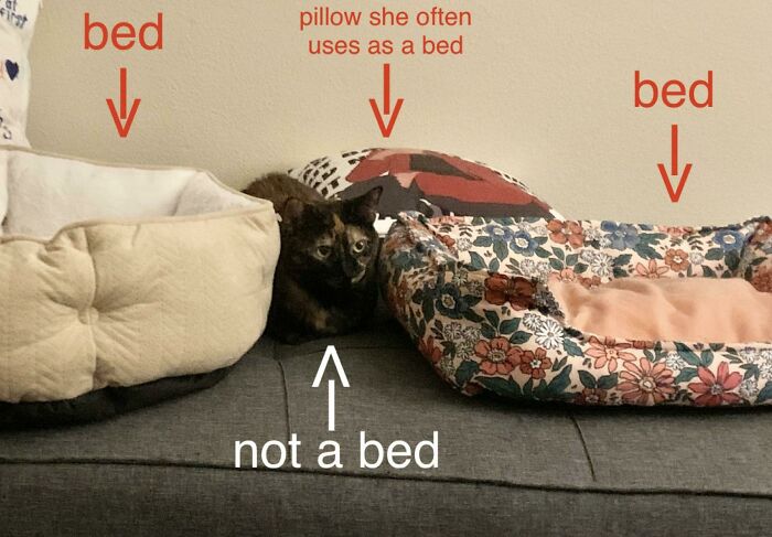 45 Times Cats Confused Their Humans So Much, They Got Posted On The “What’s Wrong With Your Cat” Online Group (New Pics) 45 Times Cats Confused Their Humans So Much, They Got Posted On The “What’s Wrong With Your Cat” Online Group (New Pics)