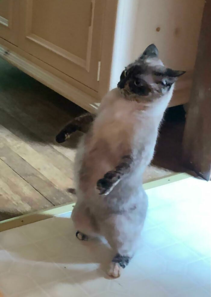 45 Times Cats Confused Their Humans So Much, They Got Posted On The “What’s Wrong With Your Cat” Online Group (New Pics) 45 Times Cats Confused Their Humans So Much, They Got Posted On The “What’s Wrong With Your Cat” Online Group (New Pics)