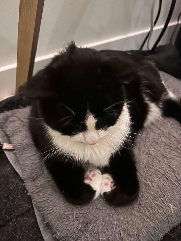 45 Times Cats Confused Their Humans So Much, They Got Posted On The “What’s Wrong With Your Cat” Online Group (New Pics) 45 Times Cats Confused Their Humans So Much, They Got Posted On The “What’s Wrong With Your Cat” Online Group (New Pics)