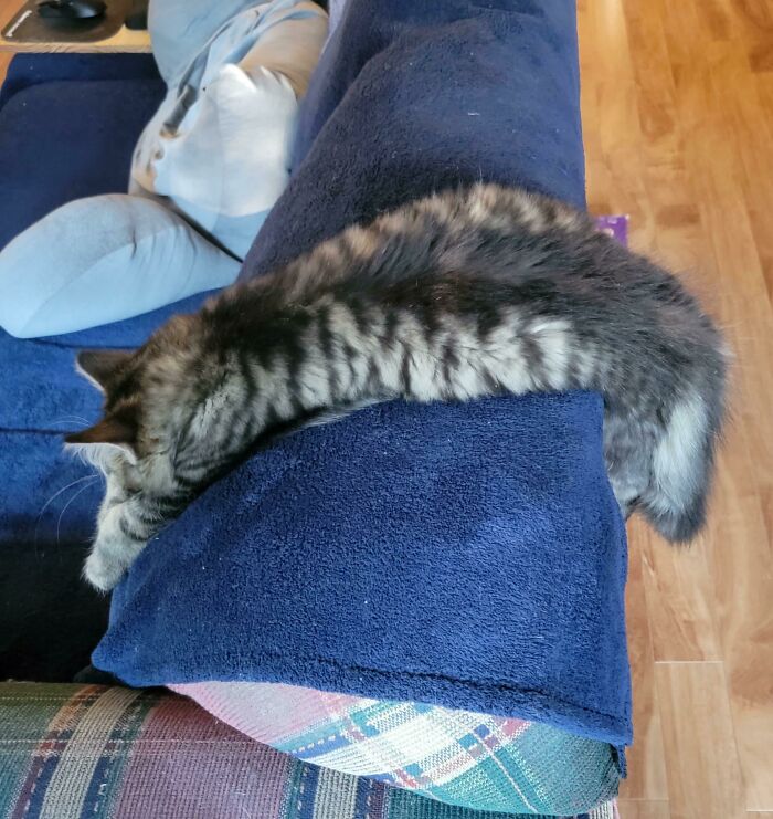 45 Times Cats Confused Their Humans So Much, They Got Posted On The “What’s Wrong With Your Cat” Online Group (New Pics) 45 Times Cats Confused Their Humans So Much, They Got Posted On The “What’s Wrong With Your Cat” Online Group (New Pics)