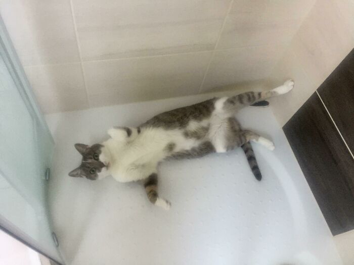 45 Times Cats Confused Their Humans So Much, They Got Posted On The “What’s Wrong With Your Cat” Online Group (New Pics) 45 Times Cats Confused Their Humans So Much, They Got Posted On The “What’s Wrong With Your Cat” Online Group (New Pics)