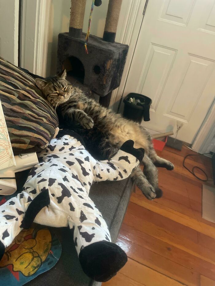 45 Times Cats Confused Their Humans So Much, They Got Posted On The “What’s Wrong With Your Cat” Online Group (New Pics) 45 Times Cats Confused Their Humans So Much, They Got Posted On The “What’s Wrong With Your Cat” Online Group (New Pics)