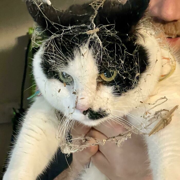 45 Times Cats Confused Their Humans So Much, They Got Posted On The “What’s Wrong With Your Cat” Online Group (New Pics) 45 Times Cats Confused Their Humans So Much, They Got Posted On The “What’s Wrong With Your Cat” Online Group (New Pics)