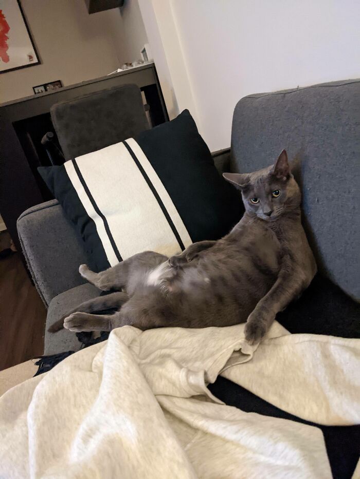 45 Times Cats Confused Their Humans So Much, They Got Posted On The “What’s Wrong With Your Cat” Online Group (New Pics) 45 Times Cats Confused Their Humans So Much, They Got Posted On The “What’s Wrong With Your Cat” Online Group (New Pics)