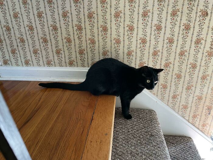 45 Times Cats Confused Their Humans So Much, They Got Posted On The “What’s Wrong With Your Cat” Online Group (New Pics) 45 Times Cats Confused Their Humans So Much, They Got Posted On The “What’s Wrong With Your Cat” Online Group (New Pics)