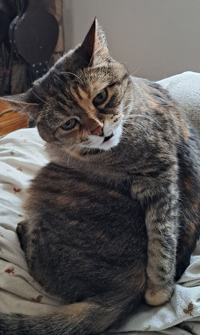 45 Times Cats Confused Their Humans So Much, They Got Posted On The “What’s Wrong With Your Cat” Online Group (New Pics) 45 Times Cats Confused Their Humans So Much, They Got Posted On The “What’s Wrong With Your Cat” Online Group (New Pics)