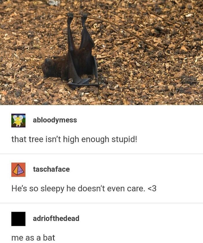 50 Hilarious Screenshots From Tumblr That Prove It&rsquo;s One Of The Silliest Places On The Internet