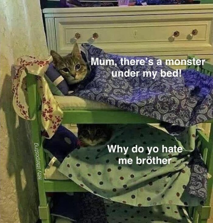 50 Of The Most Hilarious “Unexplainable Cat Images” To Bring Some Chaos To Your Day 50 Of The Most Hilarious “Unexplainable Cat Images” To Bring Some Chaos To Your Day