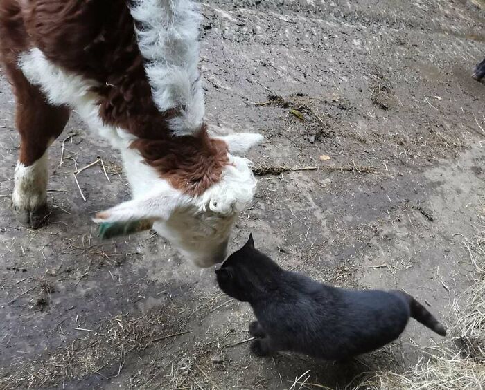 88 Unexpected But Beautiful Animal Friendships 88 Unexpected But Beautiful Animal Friendships