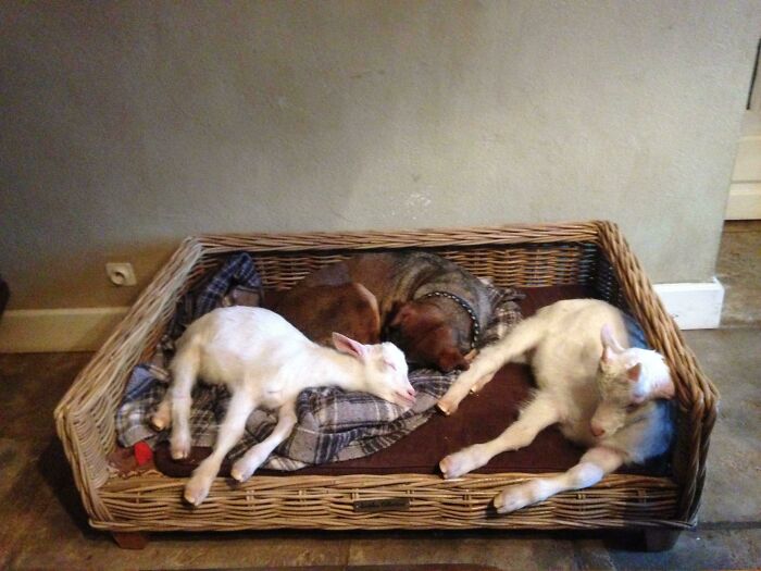 88 Unexpected But Beautiful Animal Friendships 88 Unexpected But Beautiful Animal Friendships