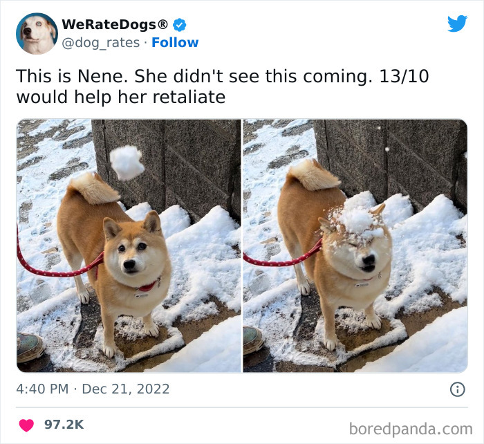 The “We Rate Dogs” Twitter Account With 9M Followers Rates People’s Dogs, And It’s As Hilarious As It Is Wholesome (50 New Pics) The “We Rate Dogs” Twitter Account With 9M Followers Rates People’s Dogs, And It’s As Hilarious As It Is Wholesome (50 New Pics)