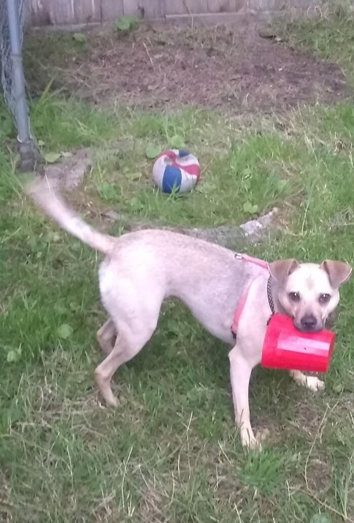 Hey Pandas, Post The Weirdest Thing Your Pet Likes To Do (Closed)