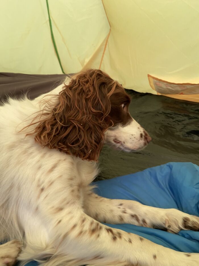 Hey Pandas, Post The Weirdest Thing Your Pet Likes To Do (Closed)