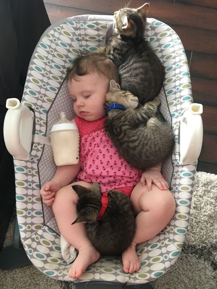 40 Times Cats Figured Their New Job Was Babysitting, And Nailed It 40 Times Cats Figured Their New Job Was Babysitting, And Nailed It