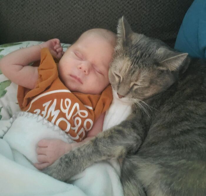 40 Times Cats Figured Their New Job Was Babysitting, And Nailed It 40 Times Cats Figured Their New Job Was Babysitting, And Nailed It