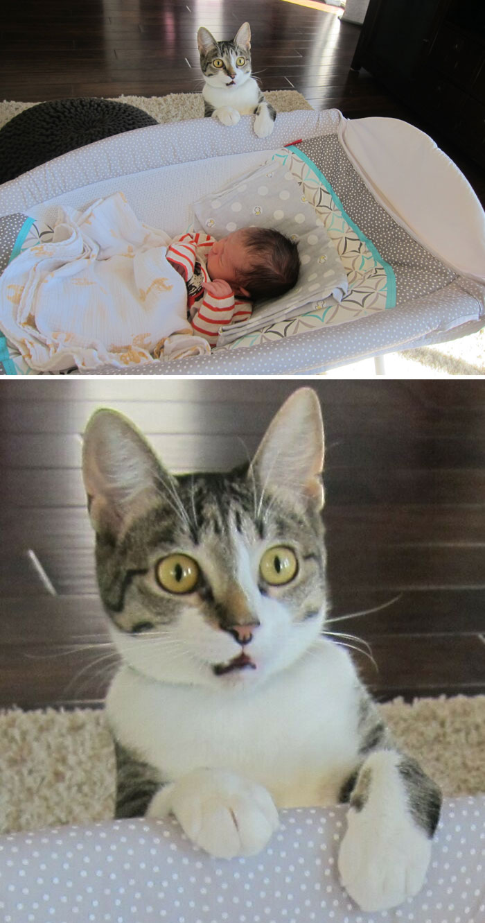 40 Times Cats Figured Their New Job Was Babysitting, And Nailed It 40 Times Cats Figured Their New Job Was Babysitting, And Nailed It
