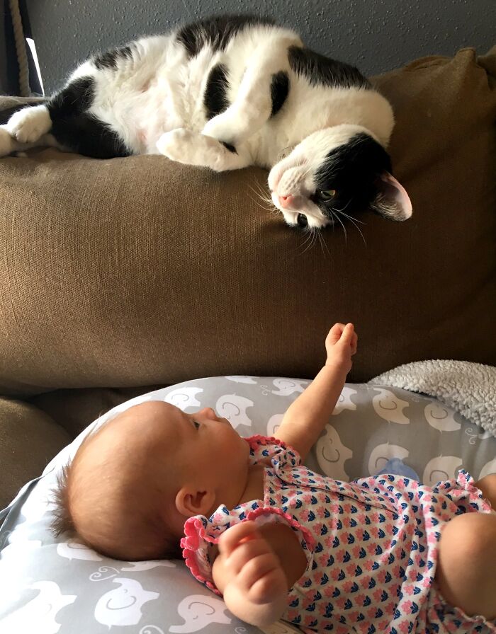 40 Times Cats Figured Their New Job Was Babysitting, And Nailed It 40 Times Cats Figured Their New Job Was Babysitting, And Nailed It