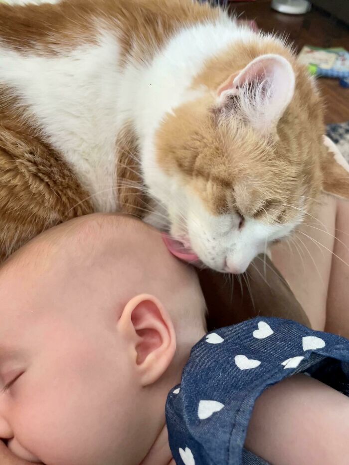 40 Times Cats Figured Their New Job Was Babysitting, And Nailed It 40 Times Cats Figured Their New Job Was Babysitting, And Nailed It