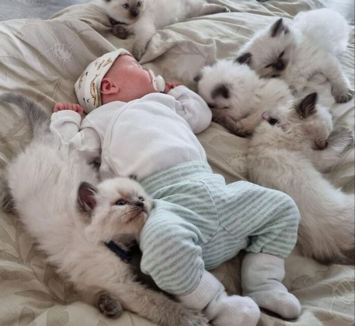 40 Times Cats Figured Their New Job Was Babysitting, And Nailed It 40 Times Cats Figured Their New Job Was Babysitting, And Nailed It