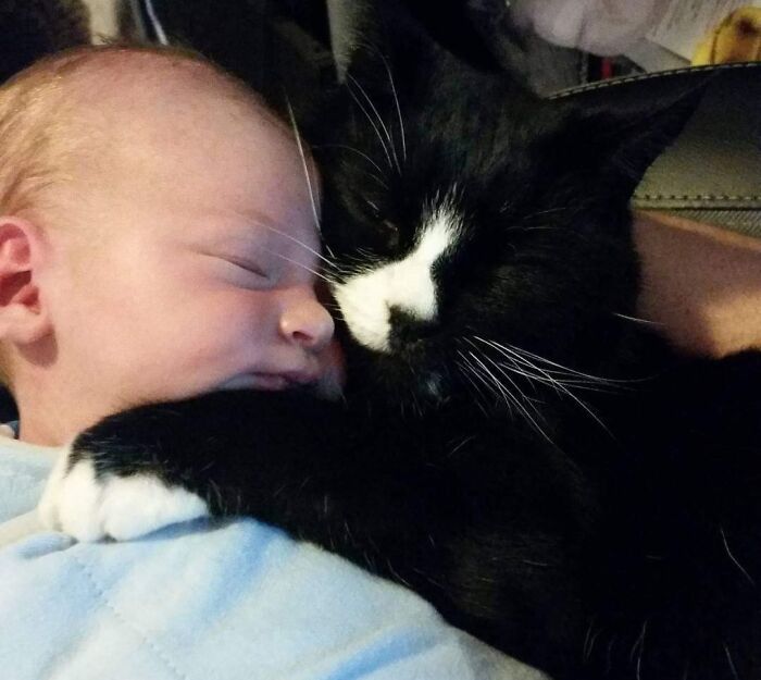 40 Times Cats Figured Their New Job Was Babysitting, And Nailed It 40 Times Cats Figured Their New Job Was Babysitting, And Nailed It
