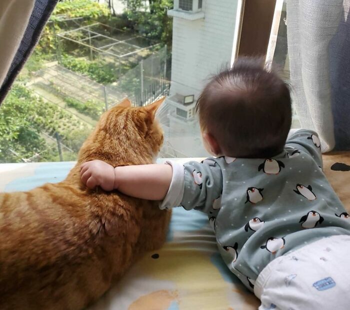 40 Times Cats Figured Their New Job Was Babysitting, And Nailed It 40 Times Cats Figured Their New Job Was Babysitting, And Nailed It