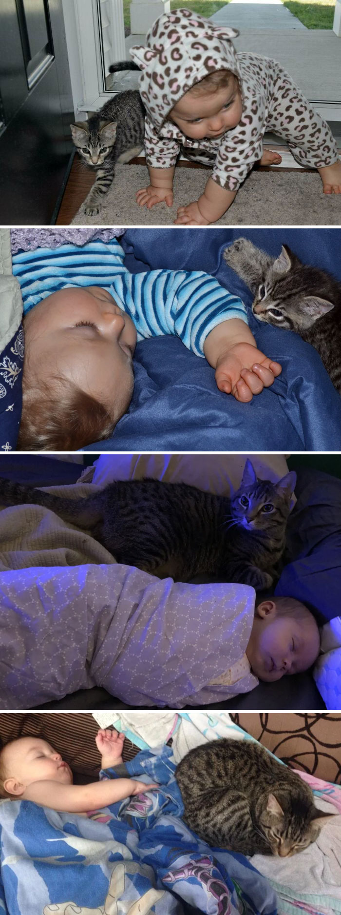 40 Times Cats Figured Their New Job Was Babysitting, And Nailed It 40 Times Cats Figured Their New Job Was Babysitting, And Nailed It