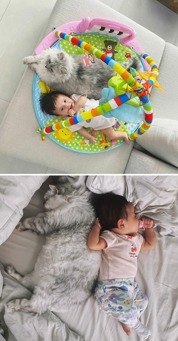 40 Times Cats Figured Their New Job Was Babysitting, And Nailed It 40 Times Cats Figured Their New Job Was Babysitting, And Nailed It