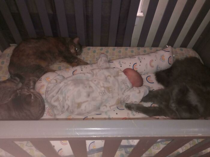 40 Times Cats Figured Their New Job Was Babysitting, And Nailed It 40 Times Cats Figured Their New Job Was Babysitting, And Nailed It