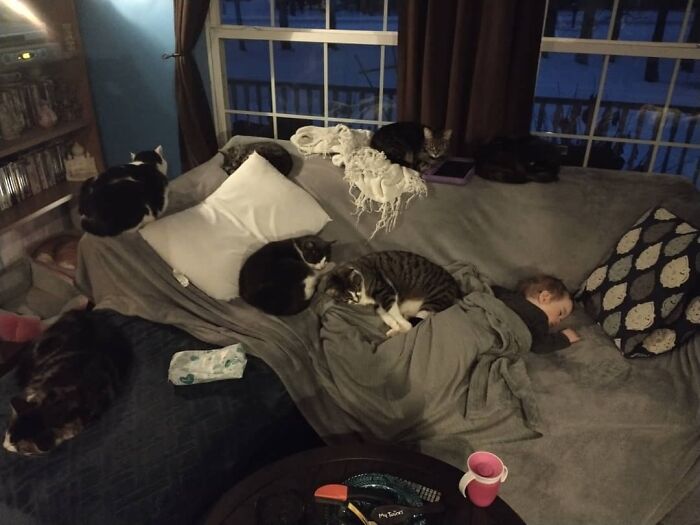 40 Times Cats Figured Their New Job Was Babysitting, And Nailed It 40 Times Cats Figured Their New Job Was Babysitting, And Nailed It