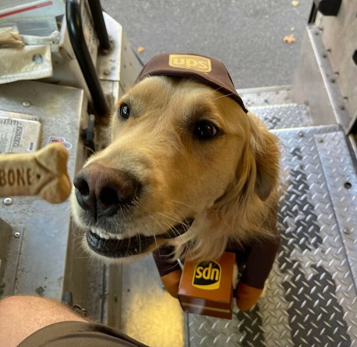 40 Times UPS Drivers Met The Cutest Dogs While On Duty, As Shared In This Facebook Group (New Pics) 40 Times UPS Drivers Met The Cutest Dogs While On Duty, As Shared In This Facebook Group (New Pics)