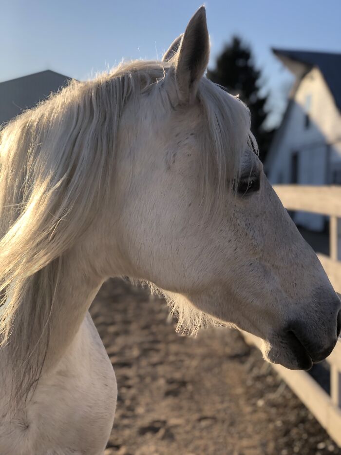 From Goofy To Glorious: 40 Of The Best Pictures I Took Of My Horses From Over The Years