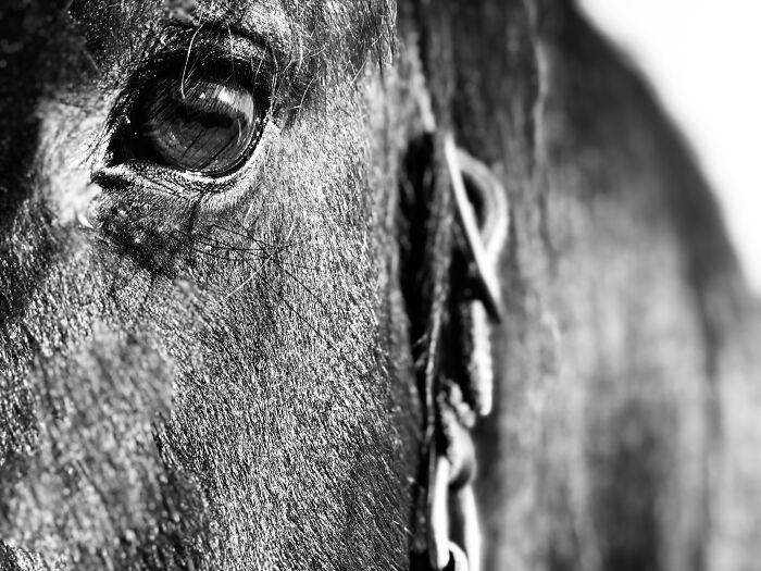 From Goofy To Glorious: 40 Of The Best Pictures I Took Of My Horses From Over The Years