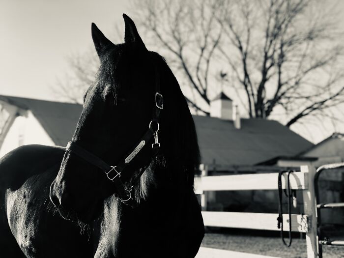 From Goofy To Glorious: 40 Of The Best Pictures I Took Of My Horses From Over The Years