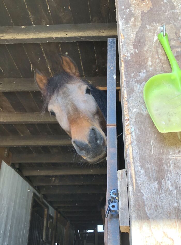 From Goofy To Glorious: 40 Of The Best Pictures I Took Of My Horses From Over The Years