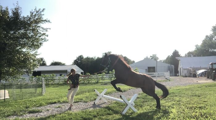 From Goofy To Glorious: 40 Of The Best Pictures I Took Of My Horses From Over The Years
