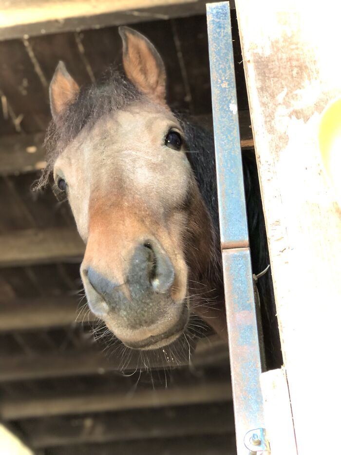 From Goofy To Glorious: 40 Of The Best Pictures I Took Of My Horses From Over The Years