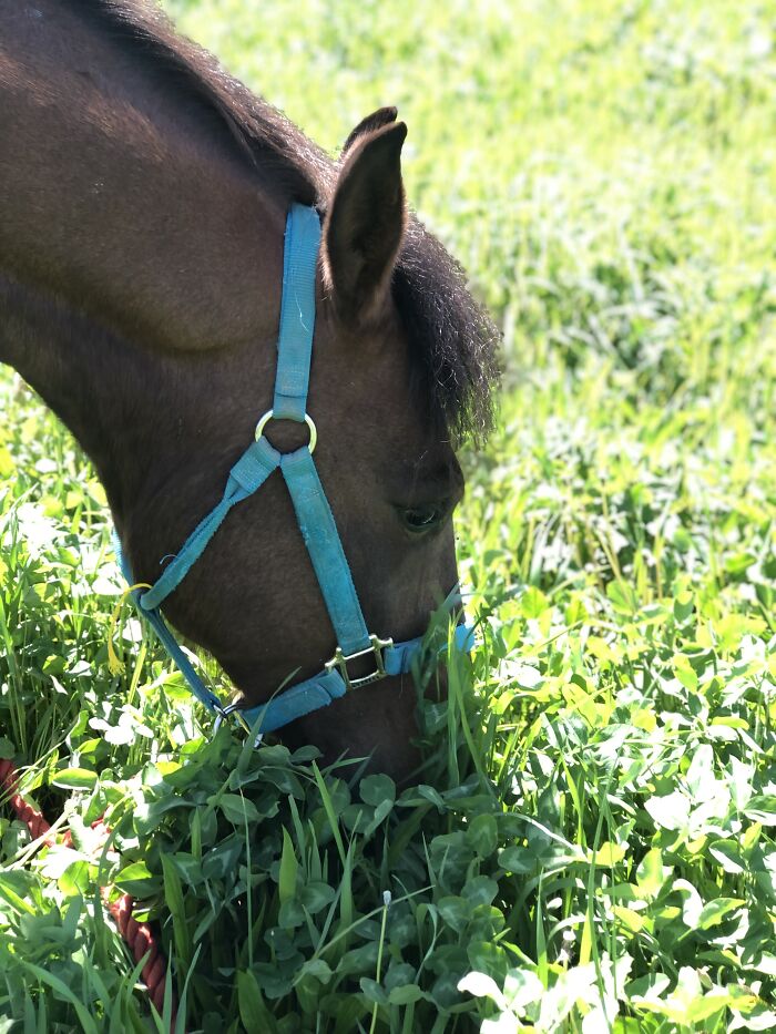 From Goofy To Glorious: 40 Of The Best Pictures I Took Of My Horses From Over The Years