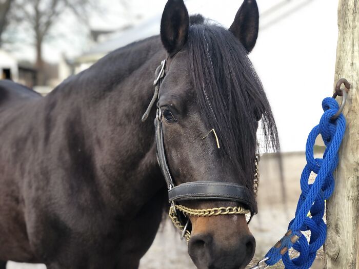 From Goofy To Glorious: 40 Of The Best Pictures I Took Of My Horses From Over The Years