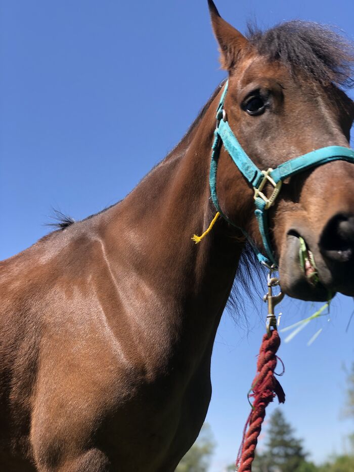 From Goofy To Glorious: 40 Of The Best Pictures I Took Of My Horses From Over The Years