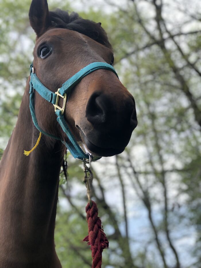 From Goofy To Glorious: 40 Of The Best Pictures I Took Of My Horses From Over The Years