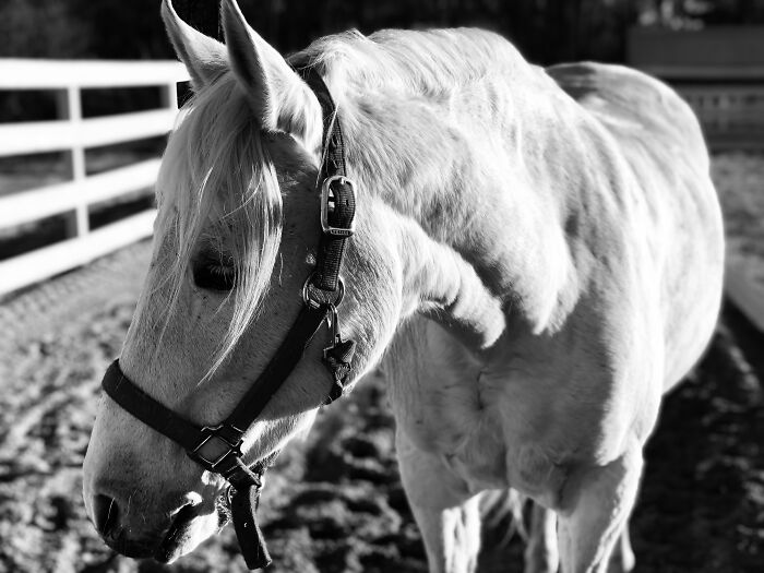 From Goofy To Glorious: 40 Of The Best Pictures I Took Of My Horses From Over The Years