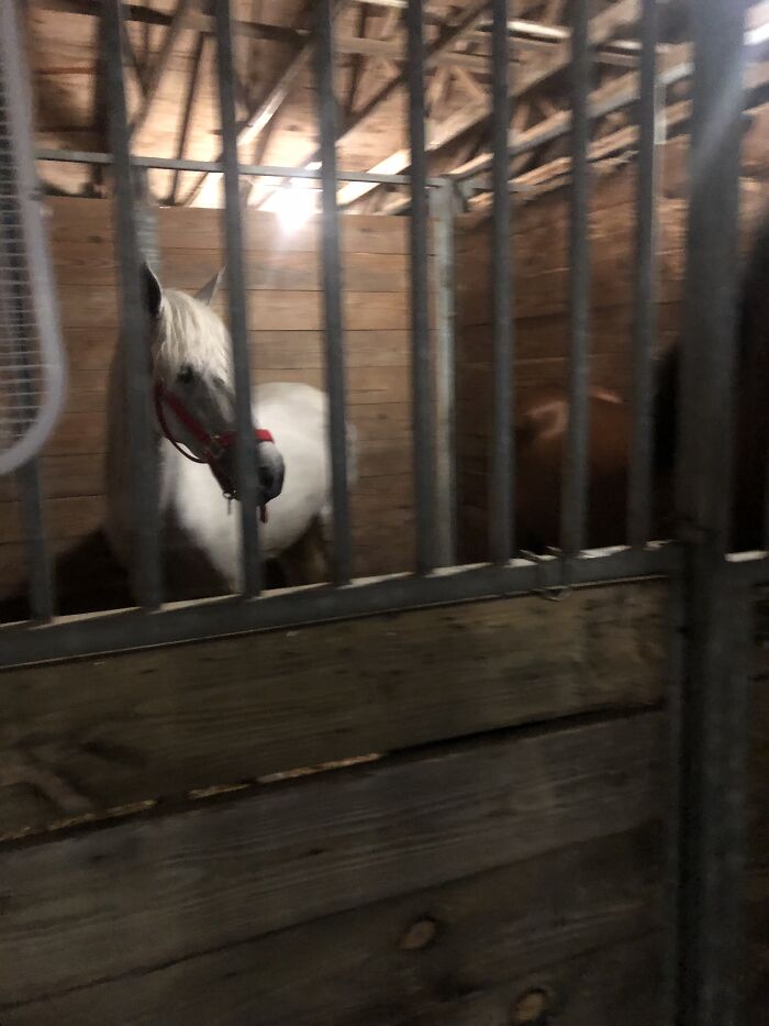 From Goofy To Glorious: 40 Of The Best Pictures I Took Of My Horses From Over The Years